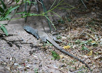 Close-up of lizard