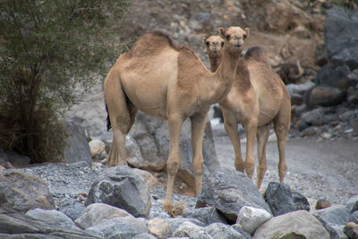 Camels standing on stones