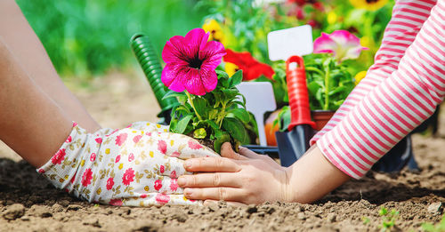 Hands of woman and girl planting flower plant in garden