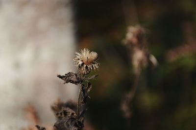 Close-up of dried plant