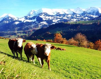 Horses grazing on grassy field