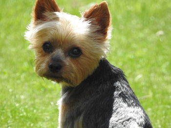 Close-up portrait of dog