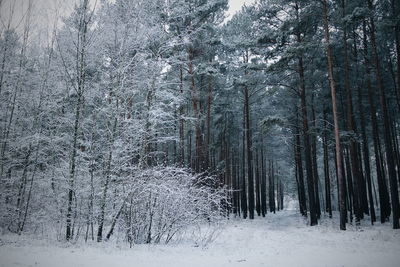 Trees in forest during winter