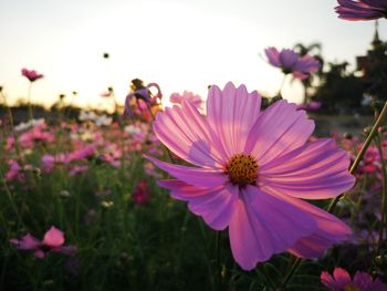 Close-up of pink cosmos flowers growing in field