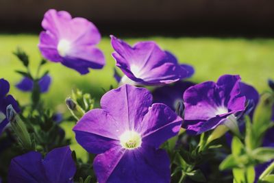 Close-up of purple flowering plants on field