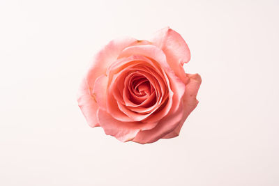 Close-up of pink rose against white background