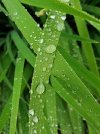 Close-up of wet leaves on rainy day