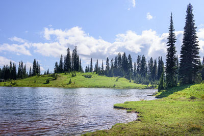 Scenic view of river amidst trees against sky