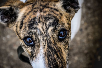 Close-up portrait of dog