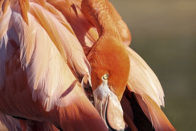 Close-up of a bird