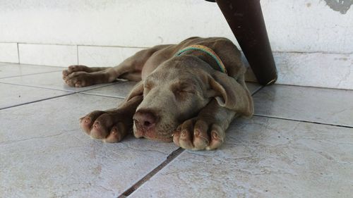 Weimaraner relaxing on tiled floor at home