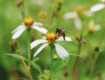 Close-up of bee on flower