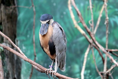 Close-up of bird perching on branch