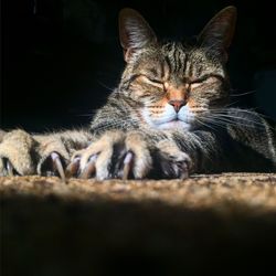 Close-up of cat relaxing