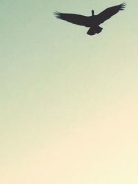 Low angle view of birds flying in sky