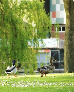 Birds perching on grass