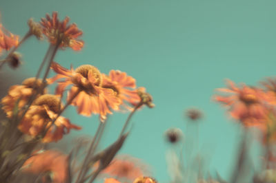Close-up of wilted flowering plant against sky