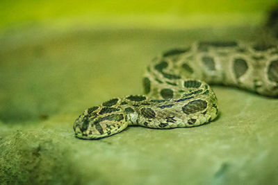 Close-up of snake on a zoo