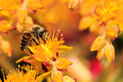 Close-up of honey bee on yellow flower