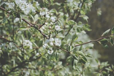 Close-up of white flowers blooming on tree