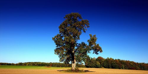 Tree on field against clear blue sky