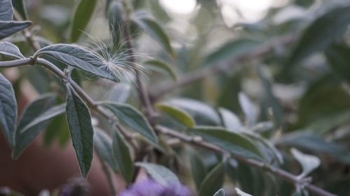 Close-up of delicate seed on fresh green plants