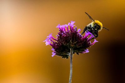 Close-up of bee on flower