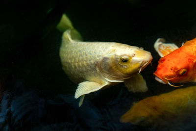 Close-up of fish swimming in sea