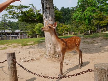 Deer standing on tree trunk