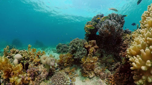 Underwater scene coral reef. tropical underwater sea fishes. philippines.