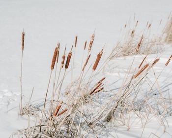 Close-up of plants on snow field