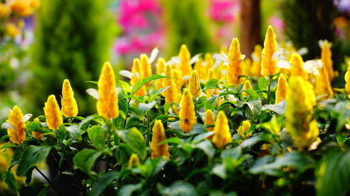 Close-up of yellow flowering plants on field