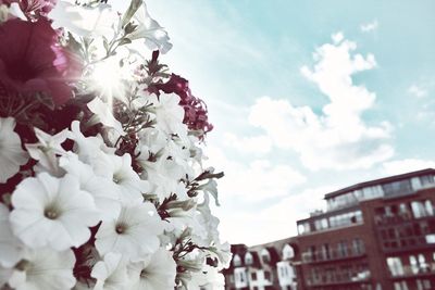 Low angle view of blooming tree against sky