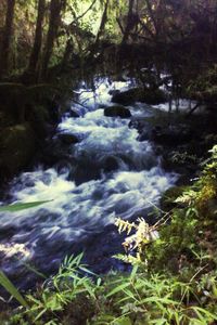 Stream flowing through forest