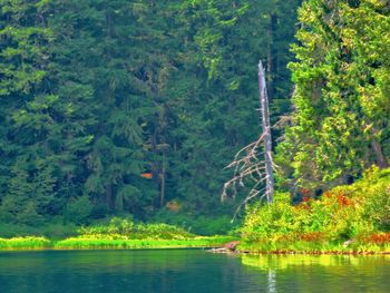 Scenic view of lake amidst trees in forest