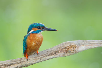 Close-up of a bird perching on branch