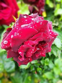 Close-up of wet red rose blooming outdoors
