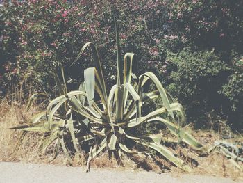 Plants growing outdoors