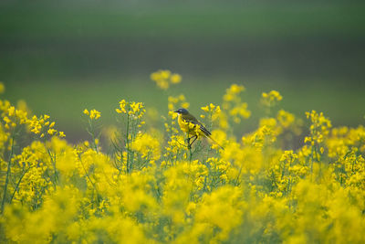 Yellow flowering plants on field