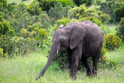 Elephant in a field