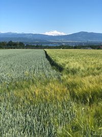 Scenic view of field against sky