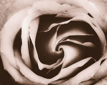 Close-up of rose against white background