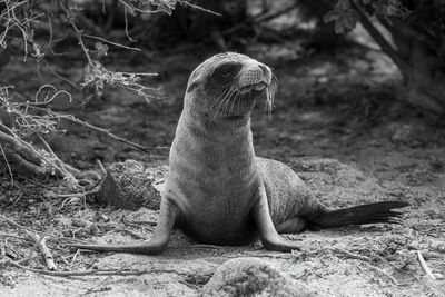 Mono galapagos sea lion framed by bushes