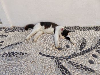 Close-up of cat