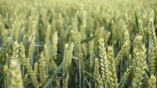 Close-up of wheat growing on field