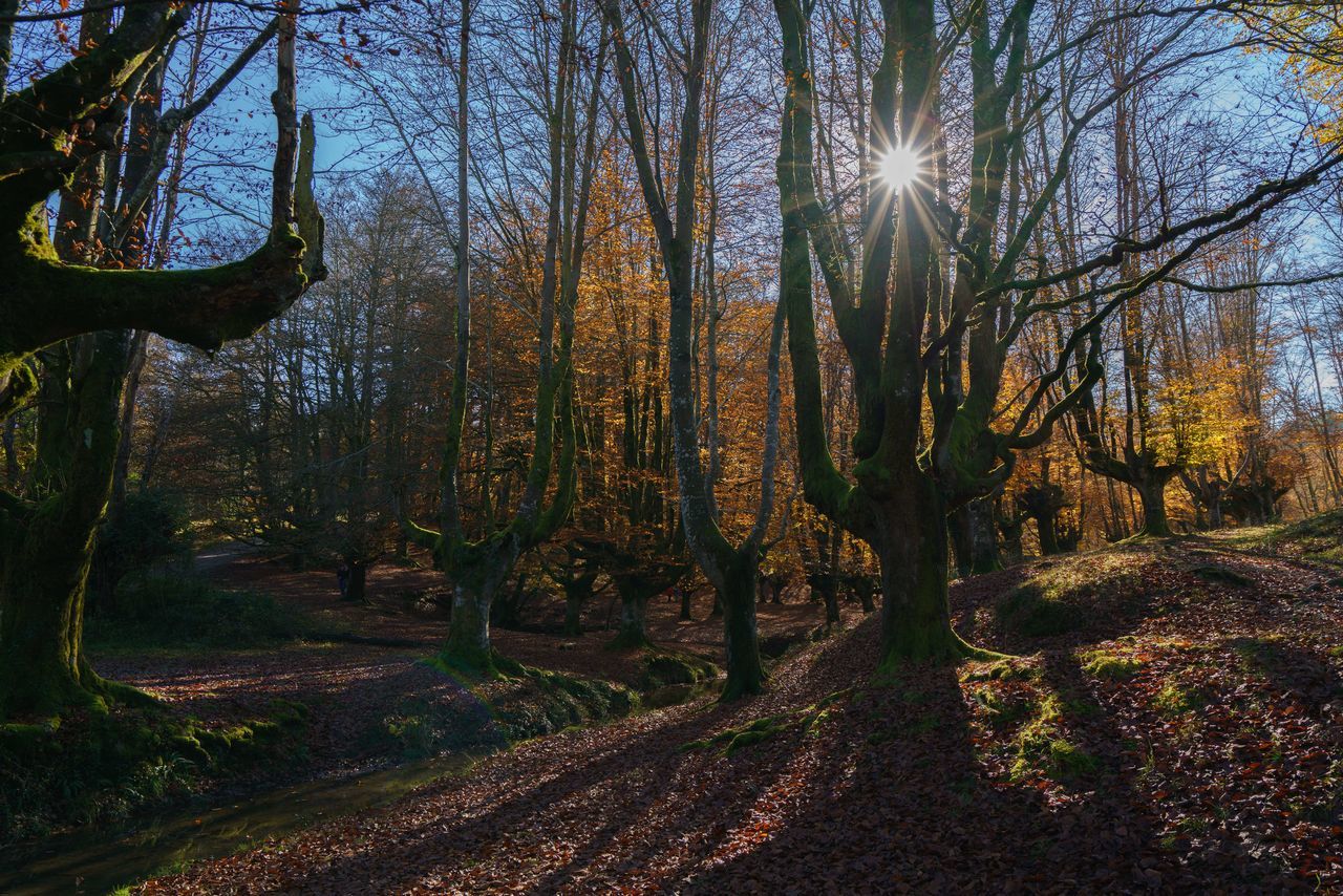 TREES GROWING IN FOREST