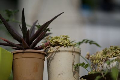 Close-up of potted plant