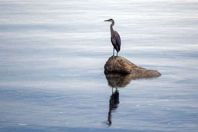 Bird perching on a lake