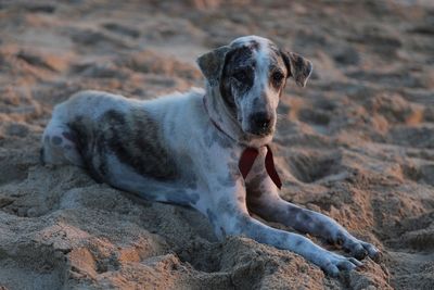 Portrait of dog relaxing on sand at beach