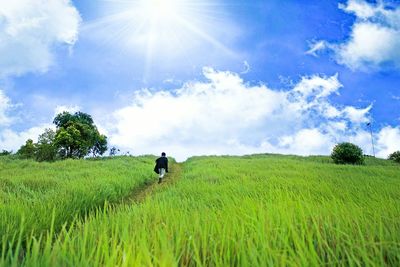 Rear view of man walking amidst crops on farm 